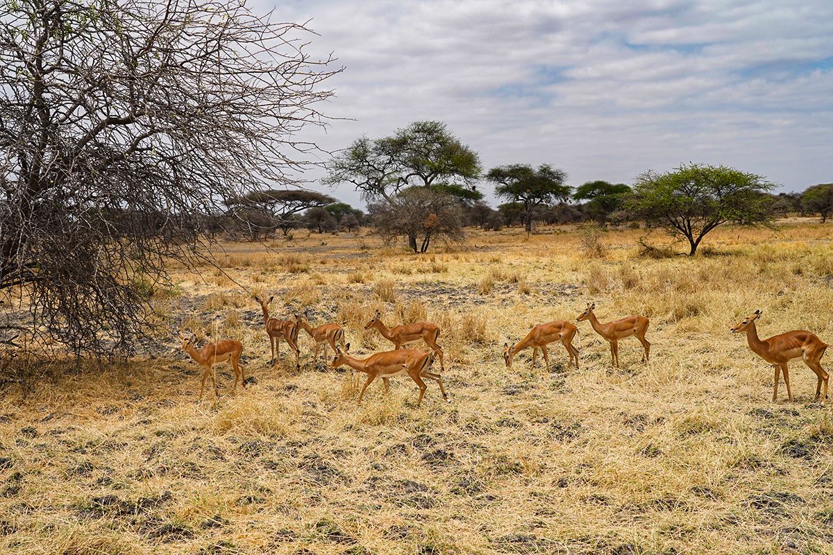 Serengeti National Park